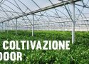 coltivazione_indoor_800x419